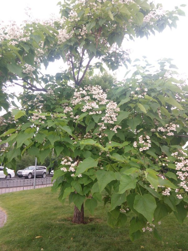 Катальпа бигнониевидная (Catalpa bignonioides)