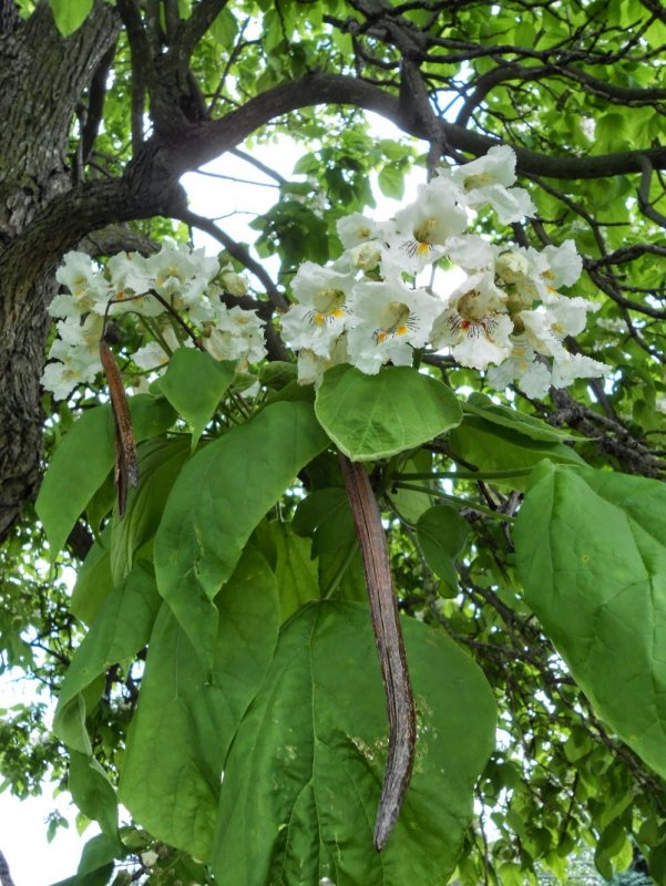 Катальпа бигнониевидная (Catalpa bignonioides)