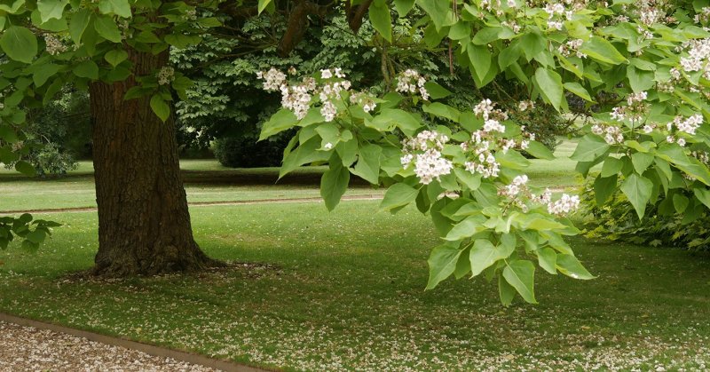 Атальпа яйцевидная (Catalpa ovata)