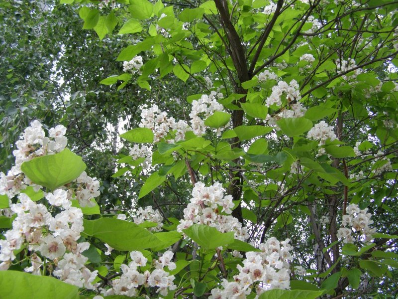 Катальпа сычуаньская