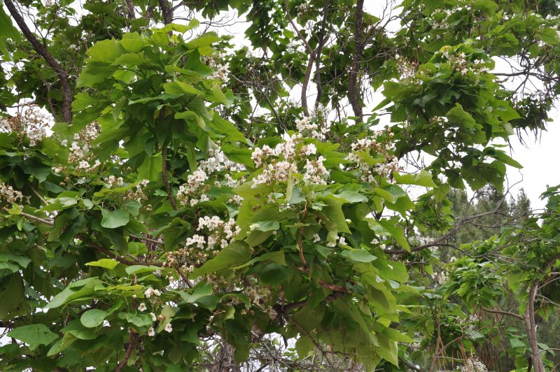 Катальпа прекрасная (speciosa)