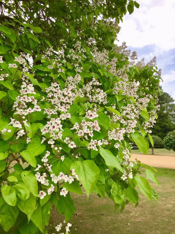 Катальпа прекрасная Catalpa speciosa