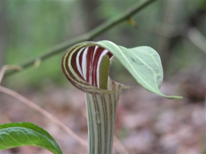 Arisaema ringens
