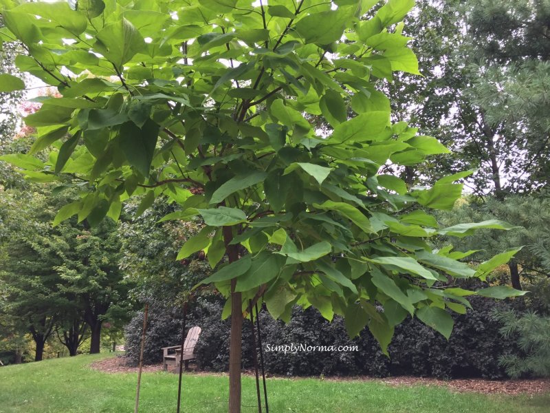 Катальпа бигнониевидная (Catalpa bignonioides)
