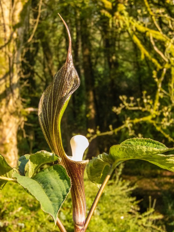 Arisaema heterophyllum