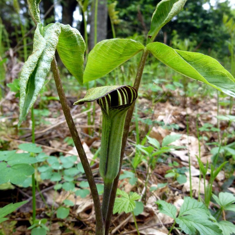 Аризема трехлистная Arisaema triphyllum