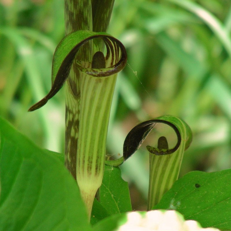 Arisaema costatum
