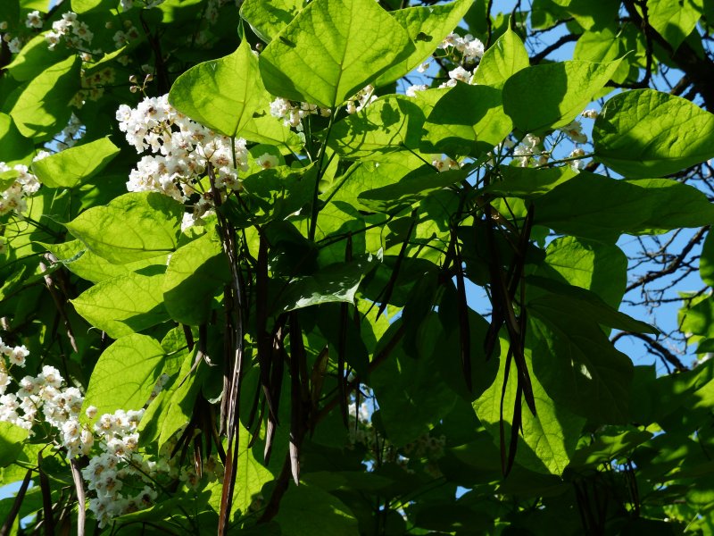 Катальпа прекрасная Catalpa speciosa