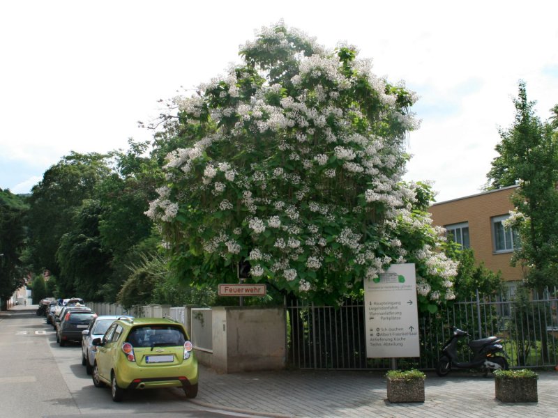 Катальпа бигнониевидная (Catalpa bignonioides)