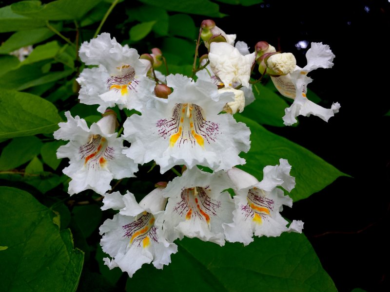 Катальпа speciosa