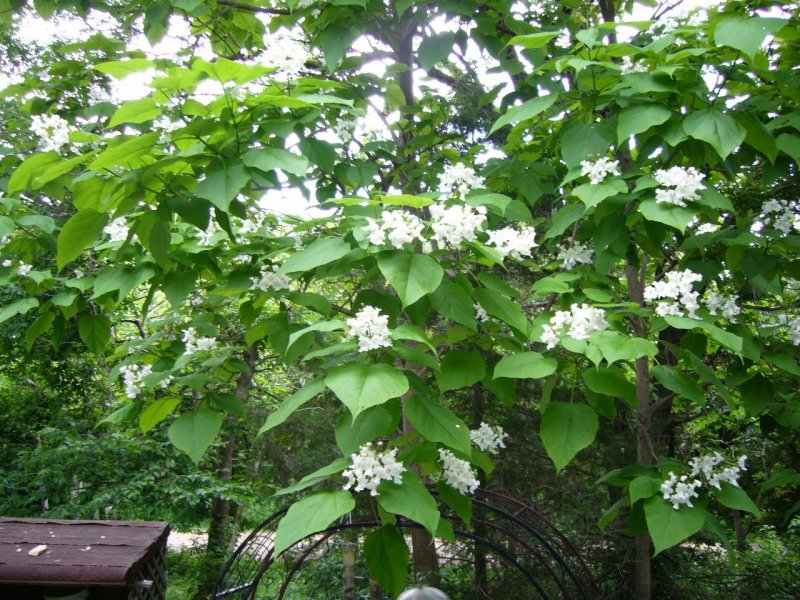 Катальпа speciosa