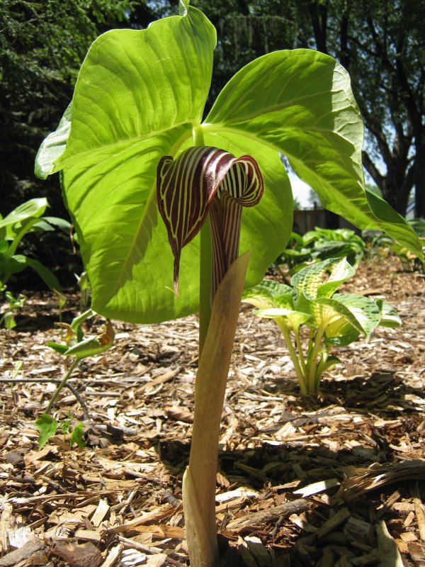 Arisaema japonica