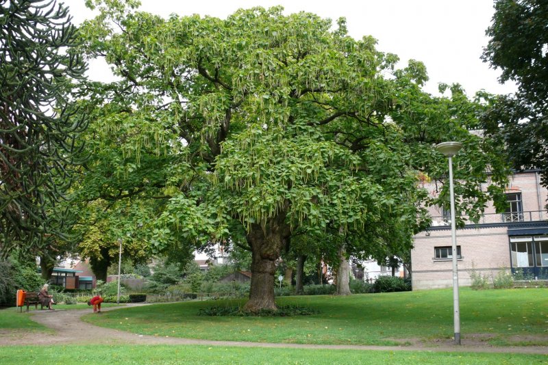 Катальпа прекрасная Catalpa speciosa