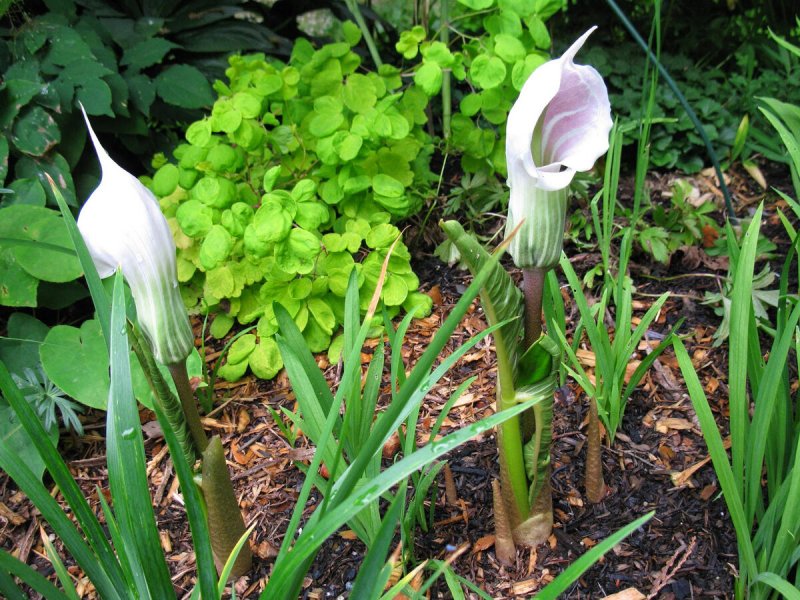 Arisaema amurense