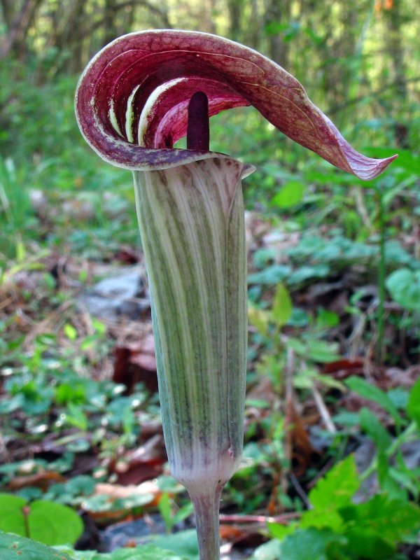 Аризема трехлистная Arisaema triphyllum