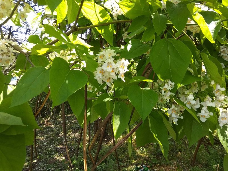 Катальпа speciosa