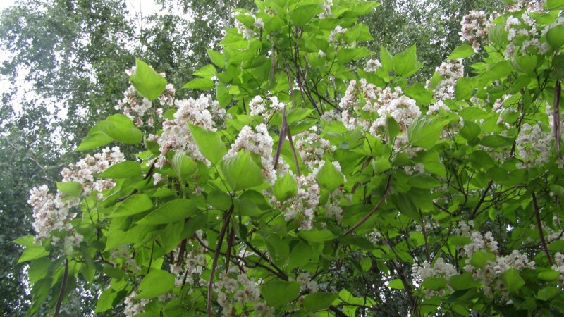 Катальпа Фаргеза