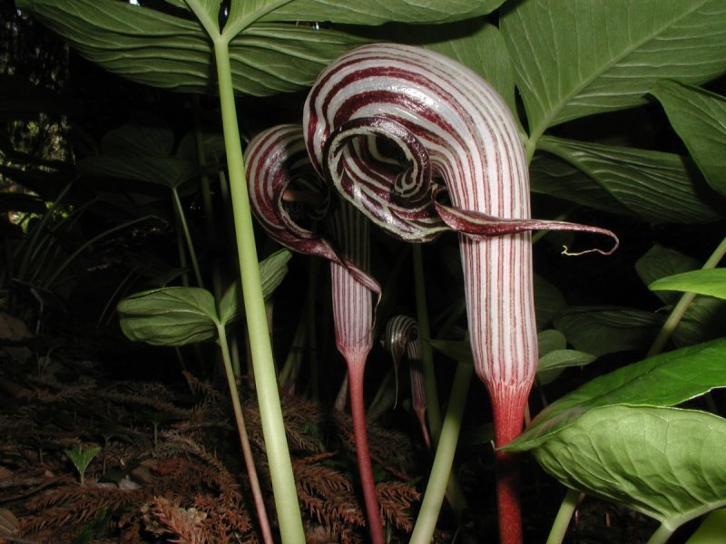 Аризема Arisaema griffithii