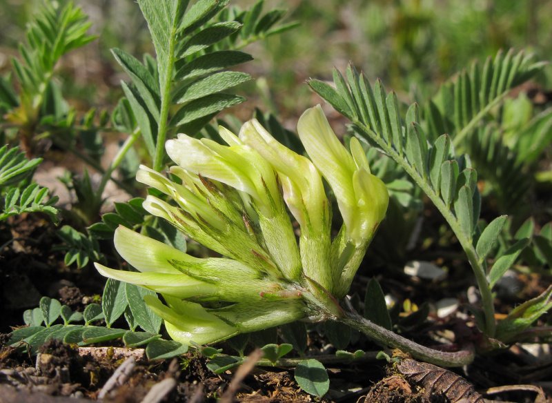 Astragalus fragrans