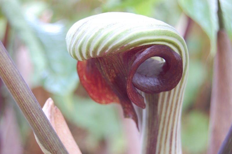 Arisaema japonicum