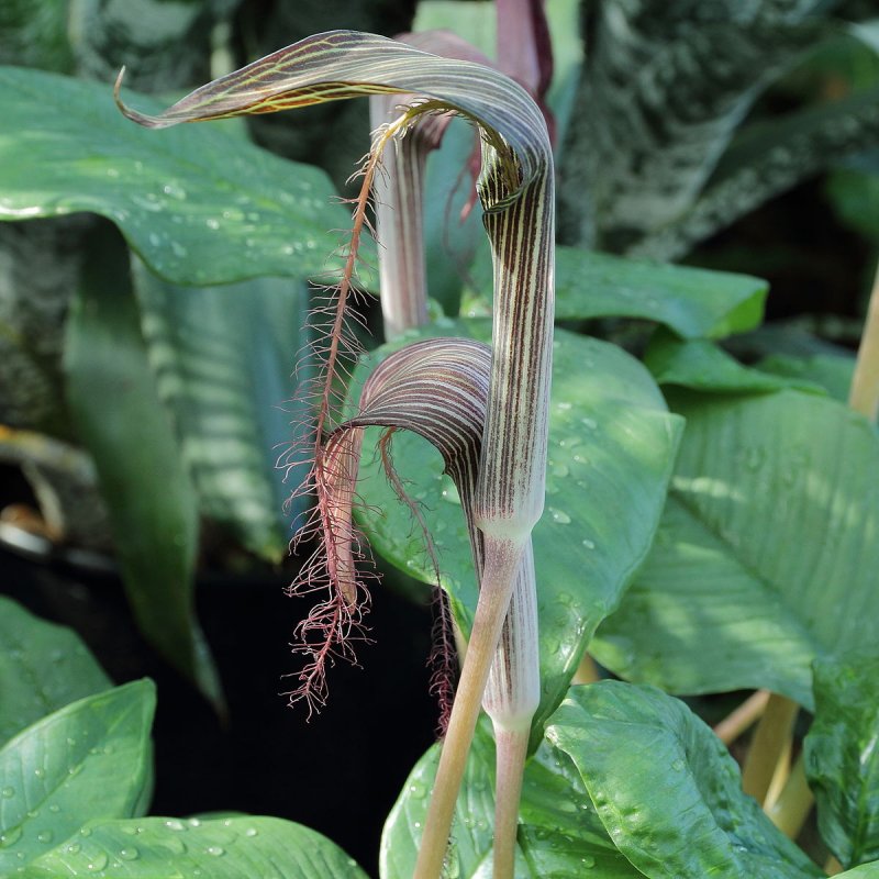 Arisaema heterophyllum