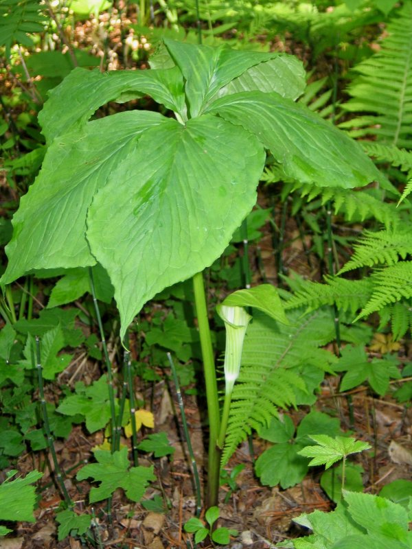 Аризема Arisaema griffithii