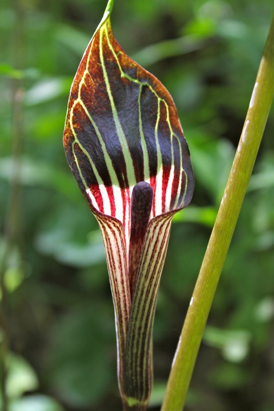 Аризема трехлистная Arisaema triphyllum