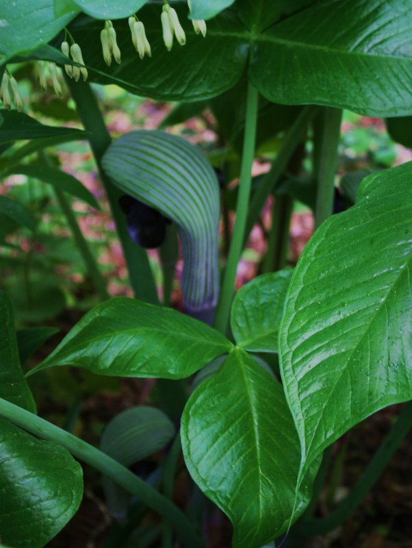 Аризема Амурская (Arisaema Maxim)