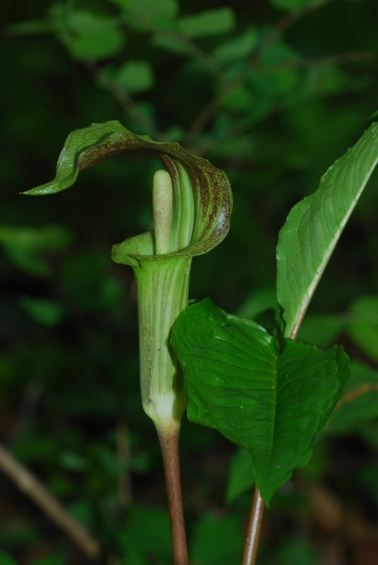 Аризема Arisaema costatum