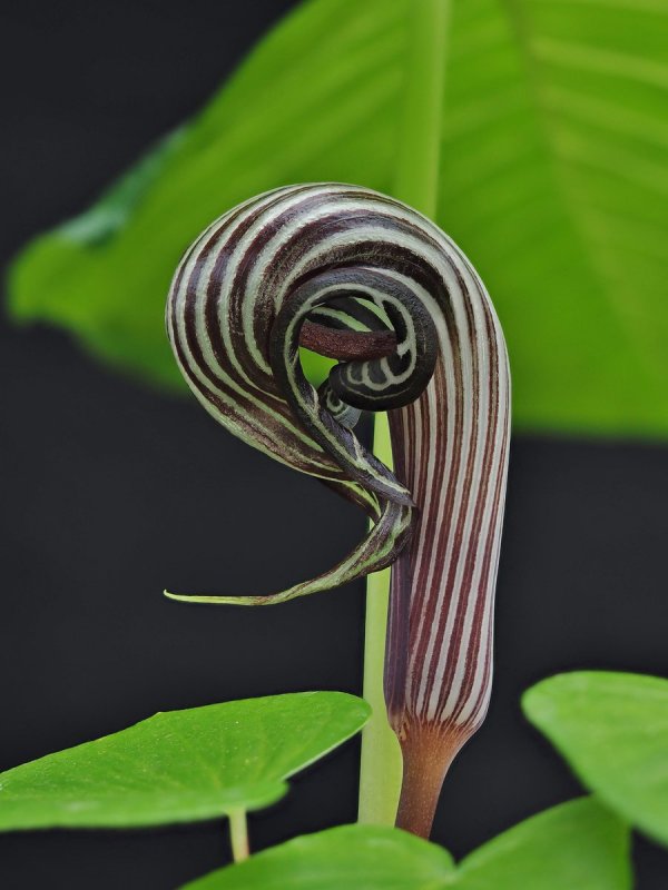 Arisaema japonica