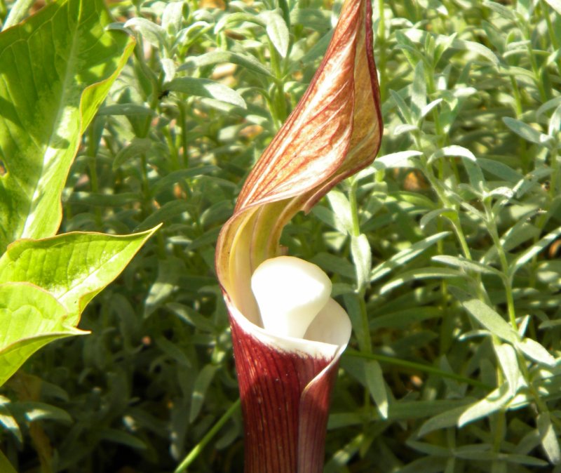 Аризема Arisaema sikokianum