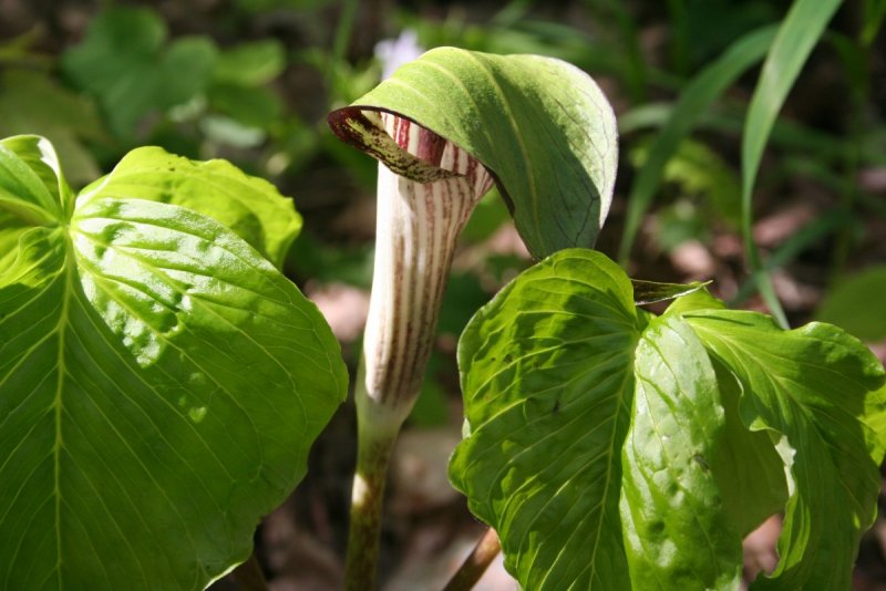 Arisaema japonica картинки на прозрачном фоне