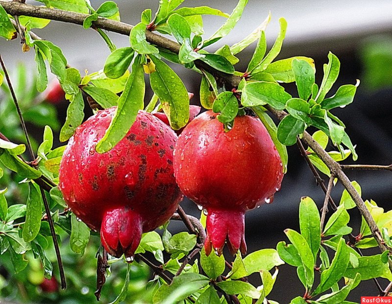 Punica granatum l.