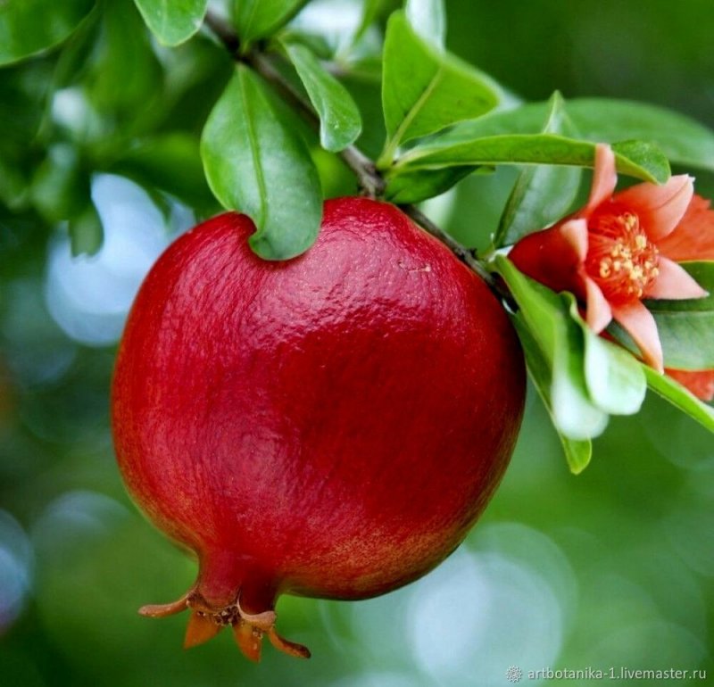 Гранат обыкновенный Punica granatum