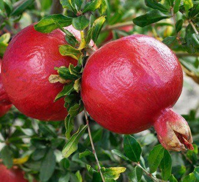 Гранат обыкновенный Punica granatum