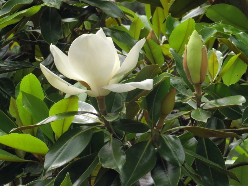 Магнолия крупноцветковая Magnolia grandiflora