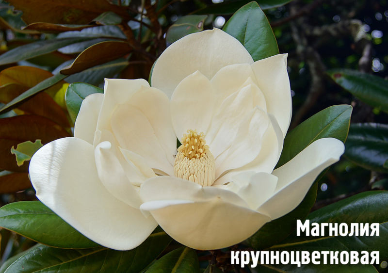 Магнолия грандифлора дерево