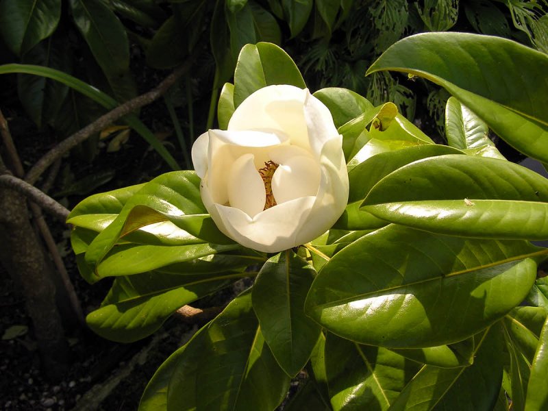 Magnolia macrophylla (Магнолия)