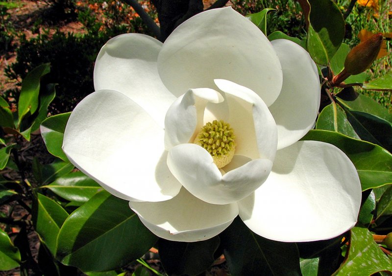 Магнолия крупноцветковая Magnolia grandiflora
