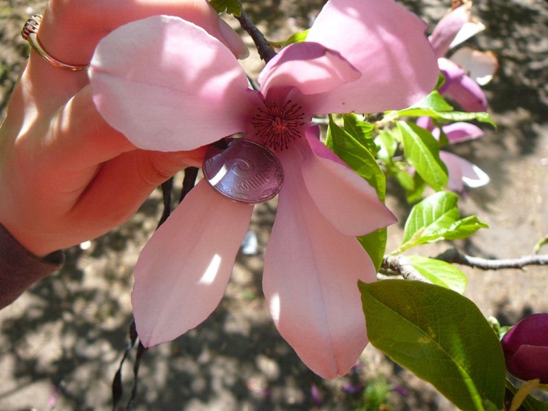 Magnolia grandiflora 'Maryland'