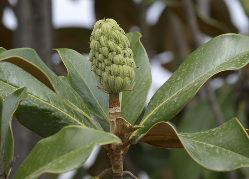 Magnolia soulangeana speciosa