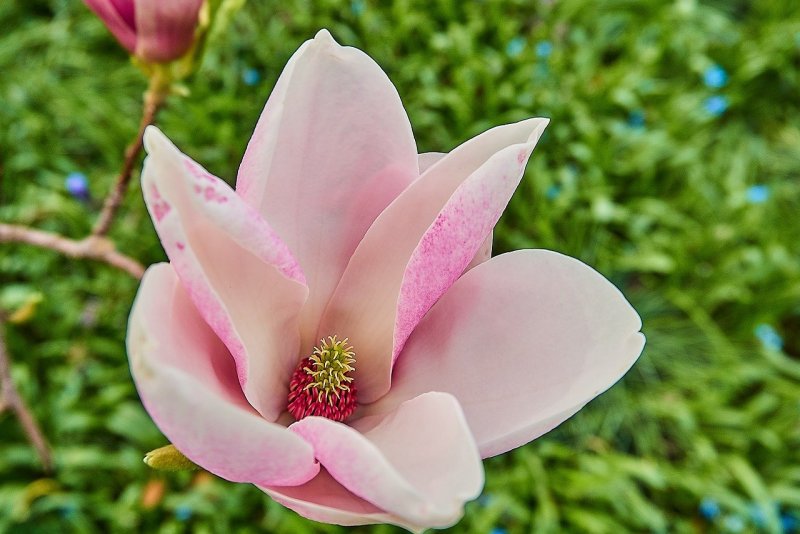 Магнолия grandiflora