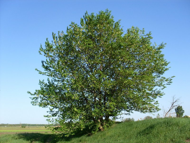 Вяз мелколистный Ulmus parvifolia