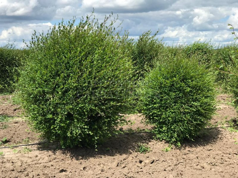 Вяз приземистый (Ulmus pumila l.)