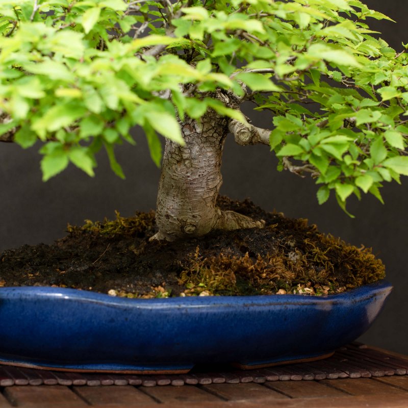 Вяз приземистый (Ulmus pumila l.)