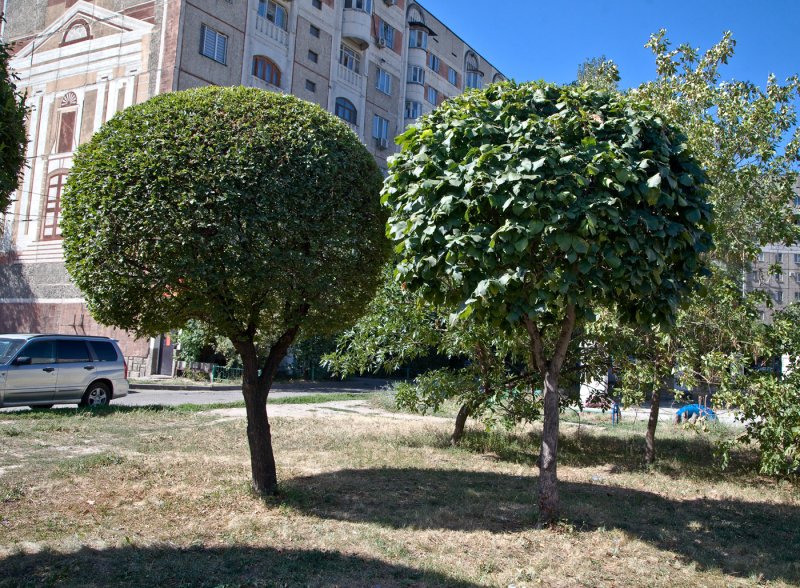 Ulmus glabra