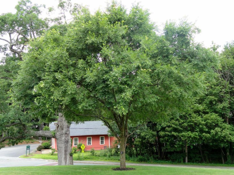 Вяз мелколистный Ulmus parvifolia