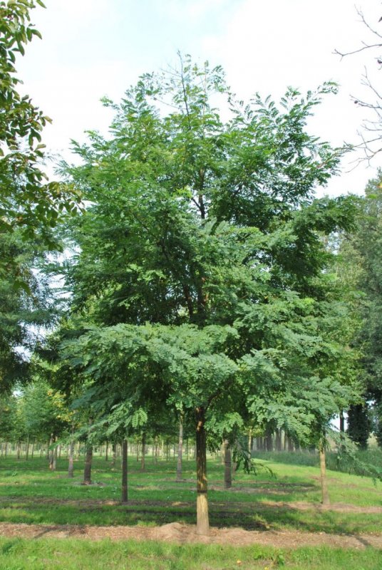 Вяз шершавый (Ulmus glabra)