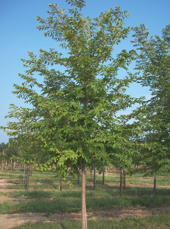 Вяз приземистый (Ulmus pumila l.)