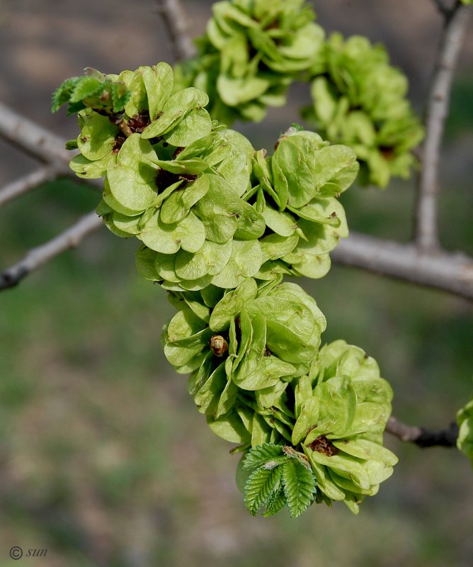 Вяз граболистный (Ulmus suberosa)